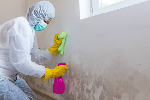 Best Industrial Mold Remediation  in Sewanee, TN